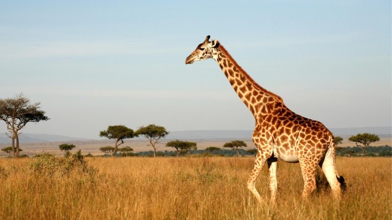 Where Does Giraffe Come From