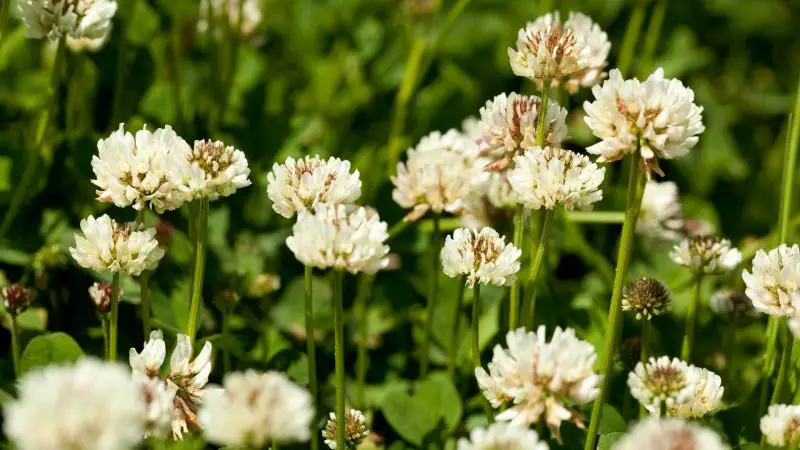 White clover