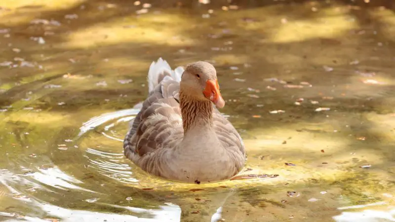 American Buff Geese