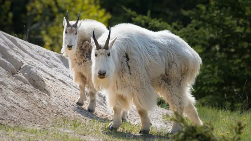 Are Mountain Goats Intelligent