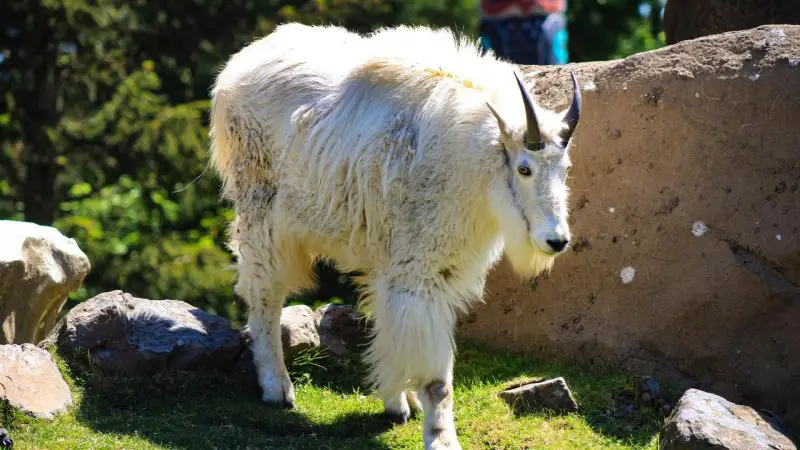 Are Mountain Goats Really Goats