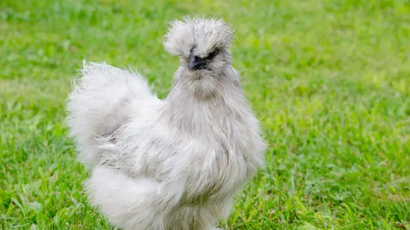 Are Silkie Roosters Aggressive as Other Breeds