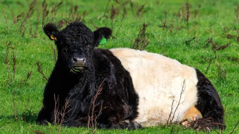 Belted Galloway