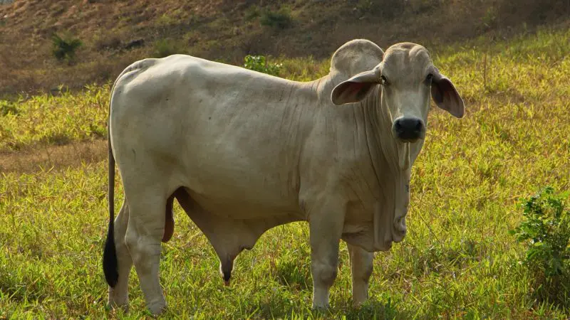 Brahman