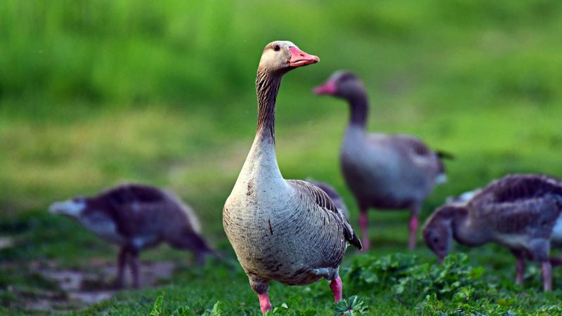 Can Geese Smell Fear