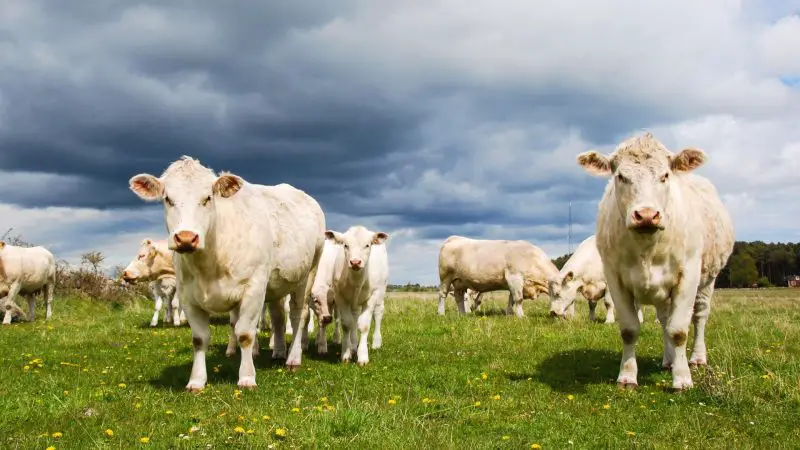 Charolais