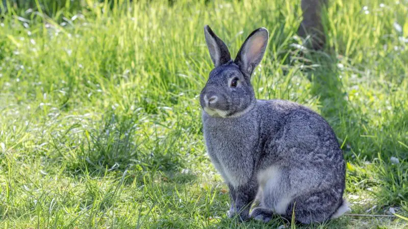 Chinchilla Rabbit