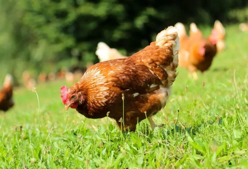 Corid Dosage for Chicken Is It Effective against Coccidiosis? Farm