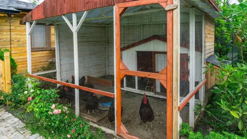 Do Chicken Coops Need to Be Vented