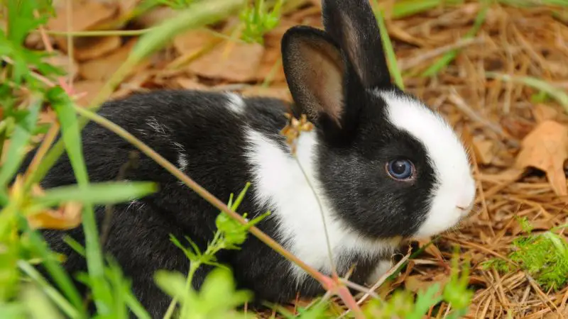 Dutch Rabbit