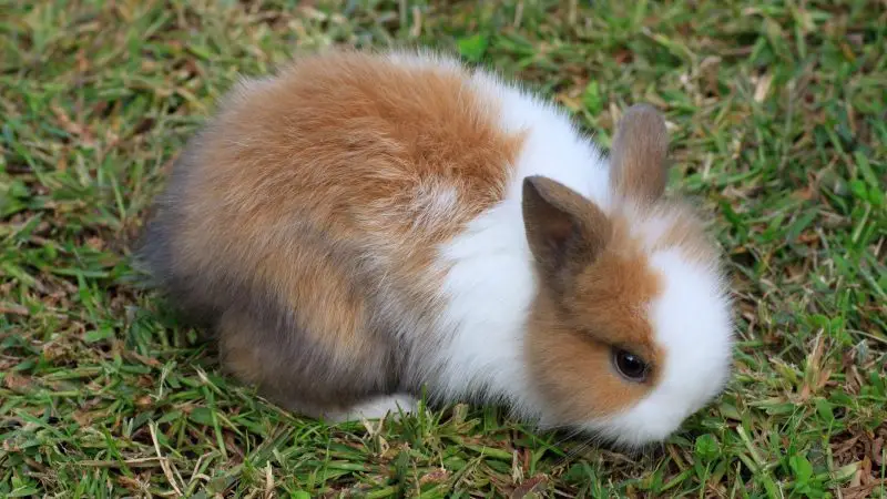 11 Fluffy Rabbit Breeds | Check for Photos! - Farm and Chill