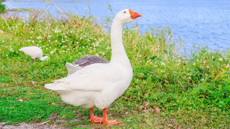 Embden Geese