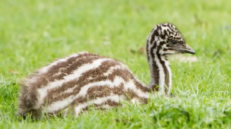 Emu Chick Prices