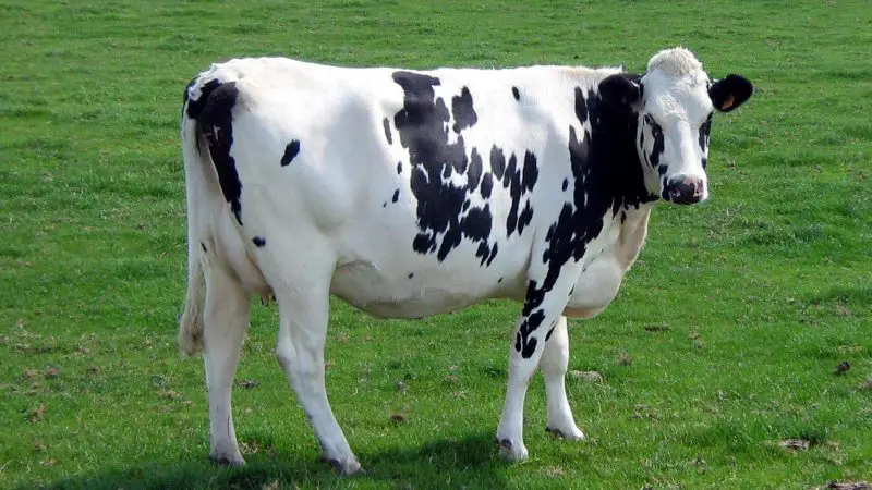 Holstein Friesian