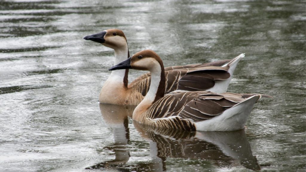 How Can You Tell if a Goose is a Male or Female