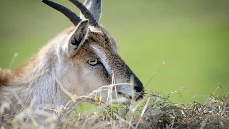 How Do You Keep Goats From Wasting Hay