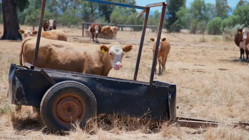 How Do You Load a Cattle Trailer