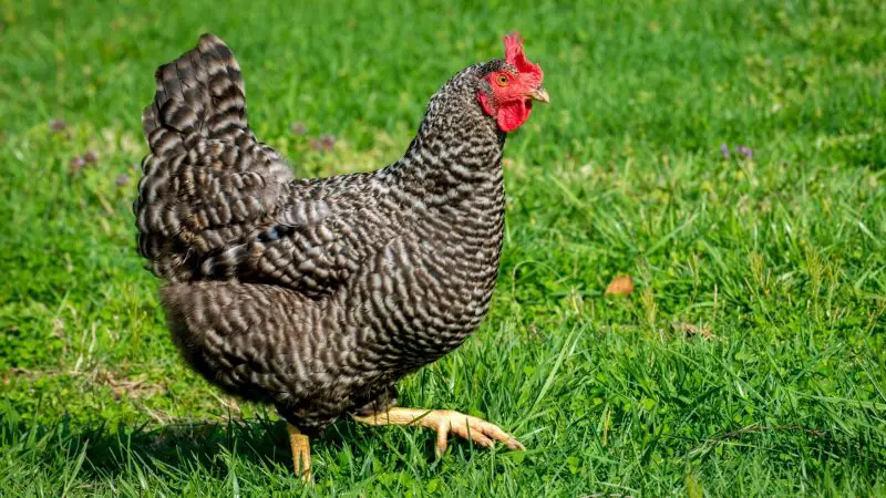 How Long Can A Chicken Live With Coccidiosis