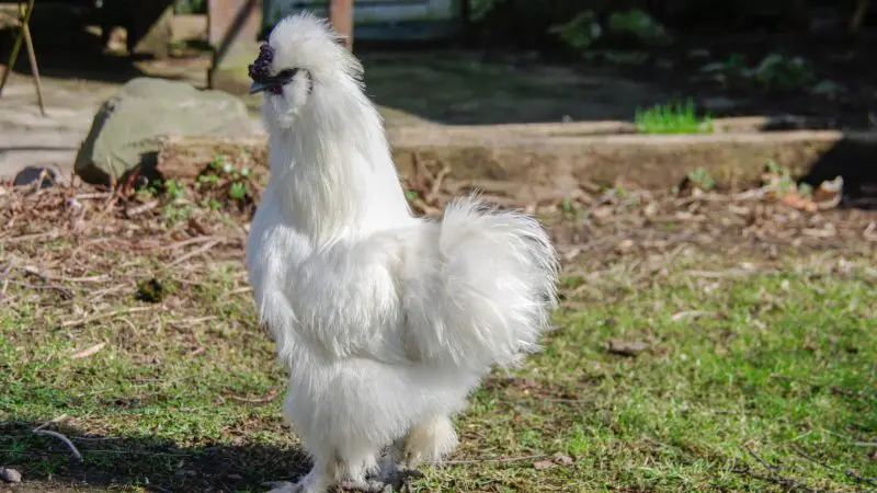 How Long Do Silkie Roosters Live