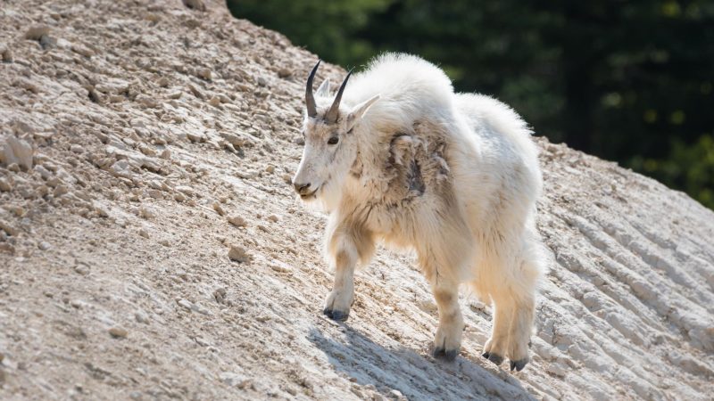 How Many Mountain Goats Die from Falling off the Cliff