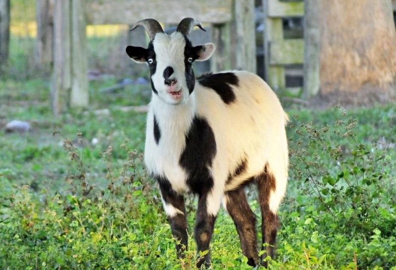 How Much Does a Fainting Goat Cost