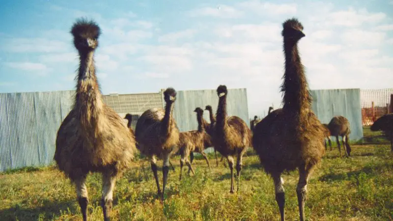 How Much Does a Yearling of Emu Cost