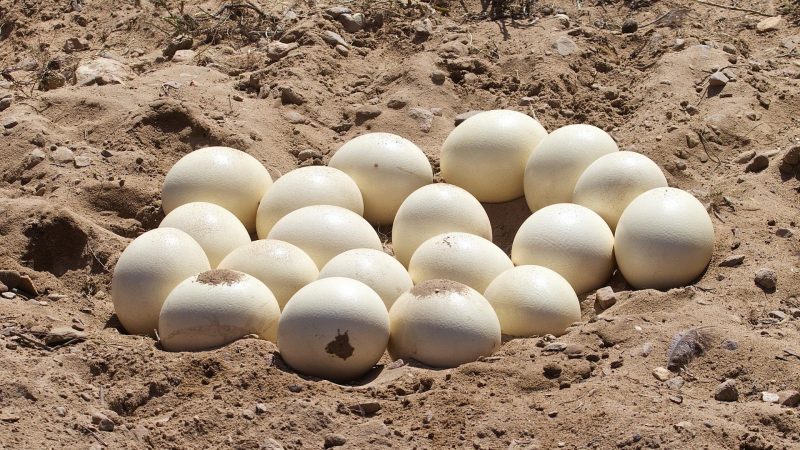 How Much Does an Ostrich Egg Cost