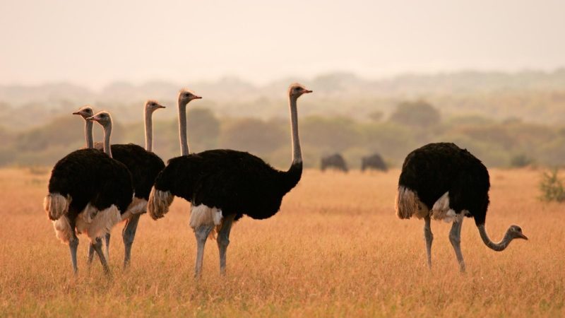 How Much Does it Cost to Raise an Ostrich per Month