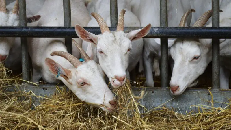 How Much Hay Do You Feed a Goat