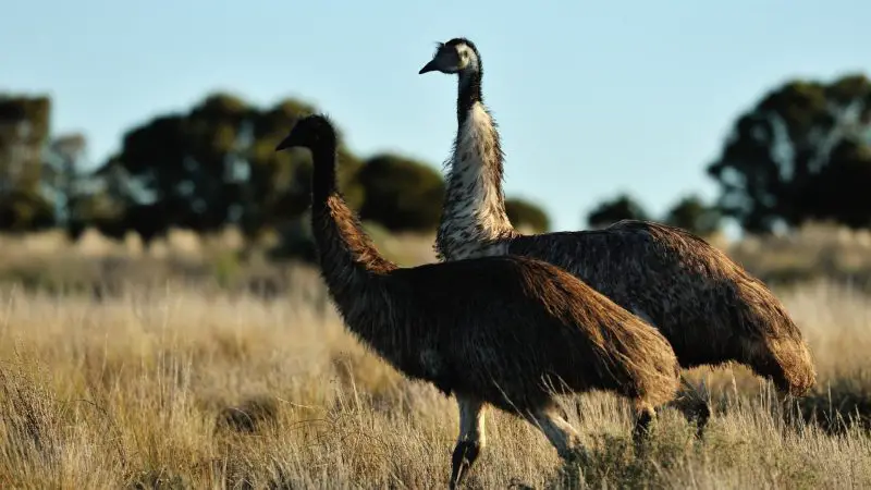 How Much Space Does an Emu Need