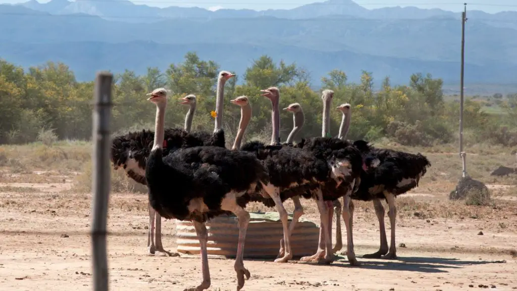 How to Start an Ostrich Farm