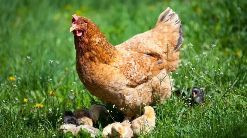 Is Corid Safe for Chickens