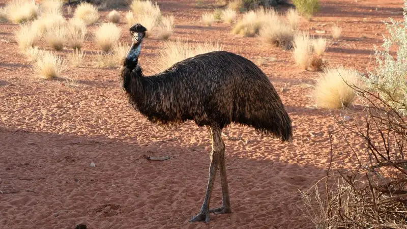 Is It Legal to Own an Emu