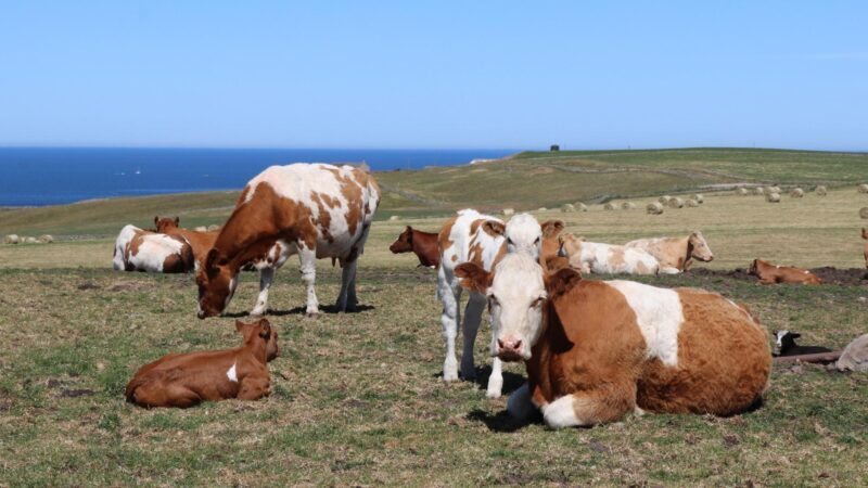 Is Raising Beef Cattle Profitable