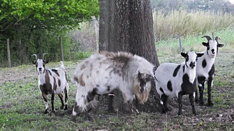 Is Raising a Fainting Goat Profitable