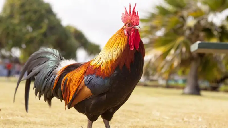 Is a Rooster a Male Chicken