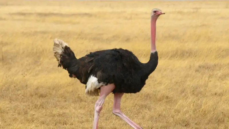 Is it Legal to Own an Ostrich