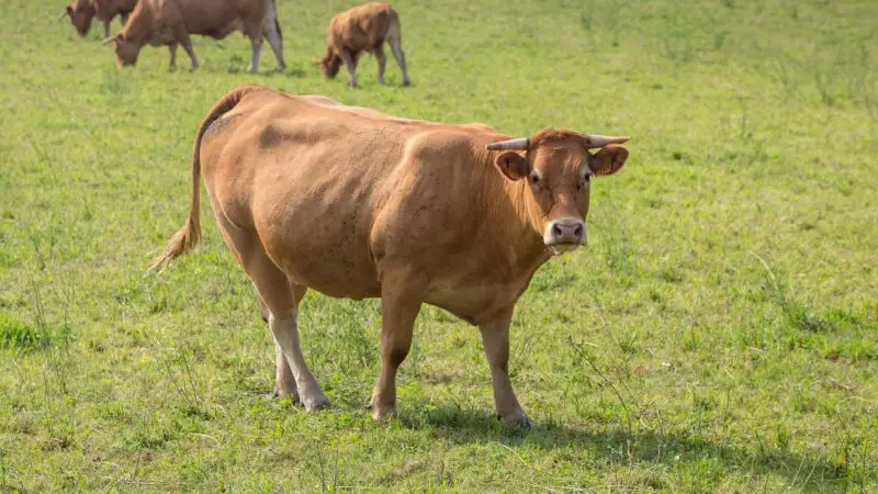 Limousin