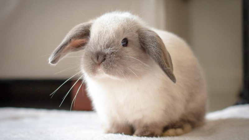 Mini Lop