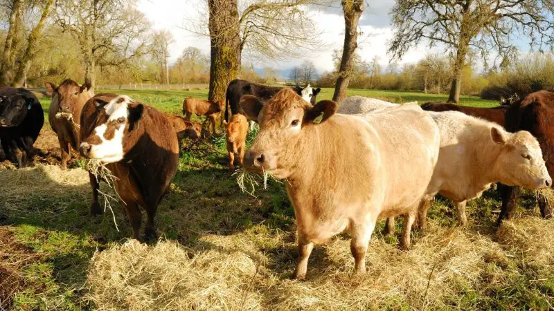 Piedmontese Cattle