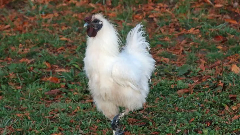 Prominent Features of Silkie Rooster