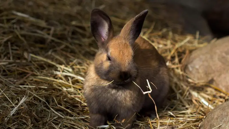 Pygmy Rabbit