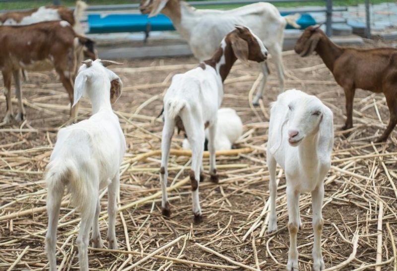 Raising Gulabi Goats