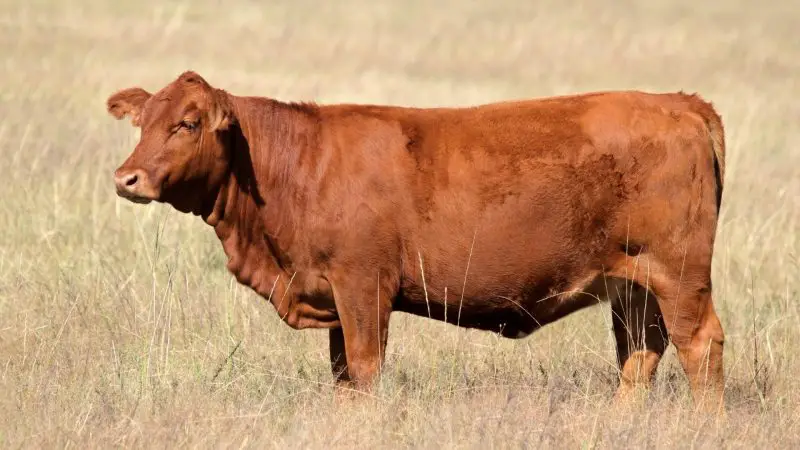 Red Angus