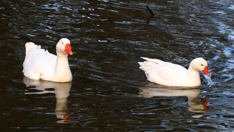 Roman Geese