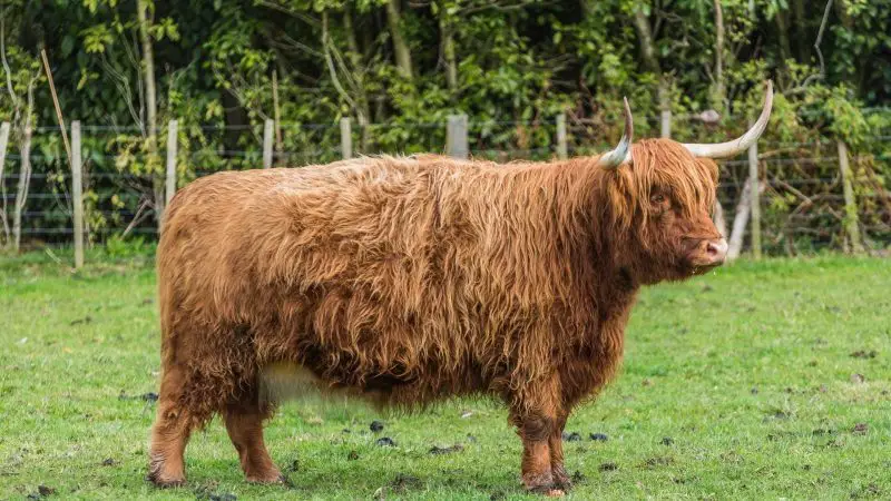 Scottish Highland cow