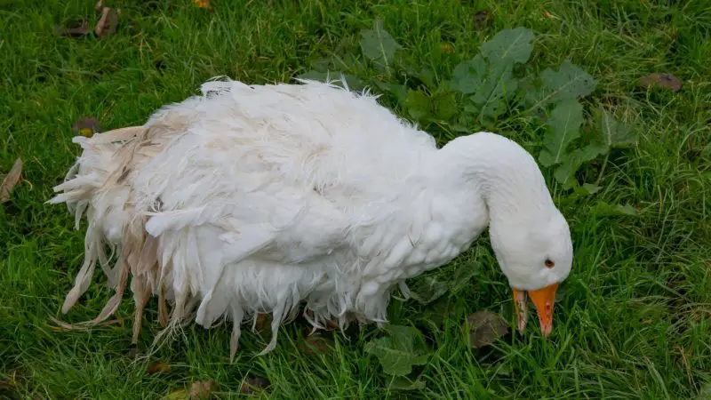 Sebastopol Geese