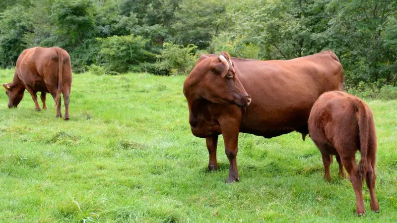 Shorthorn