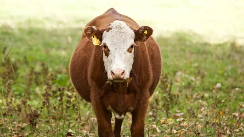 Shorthorn