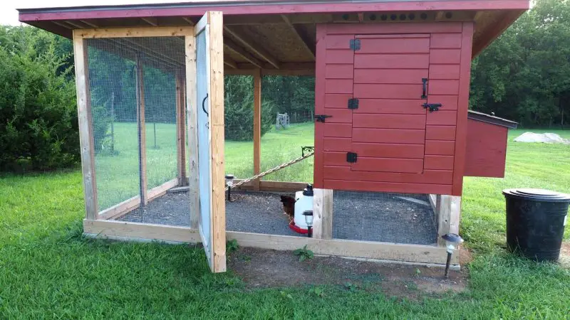 Should My Chicken Coop Be Under Direct Sun or Shade